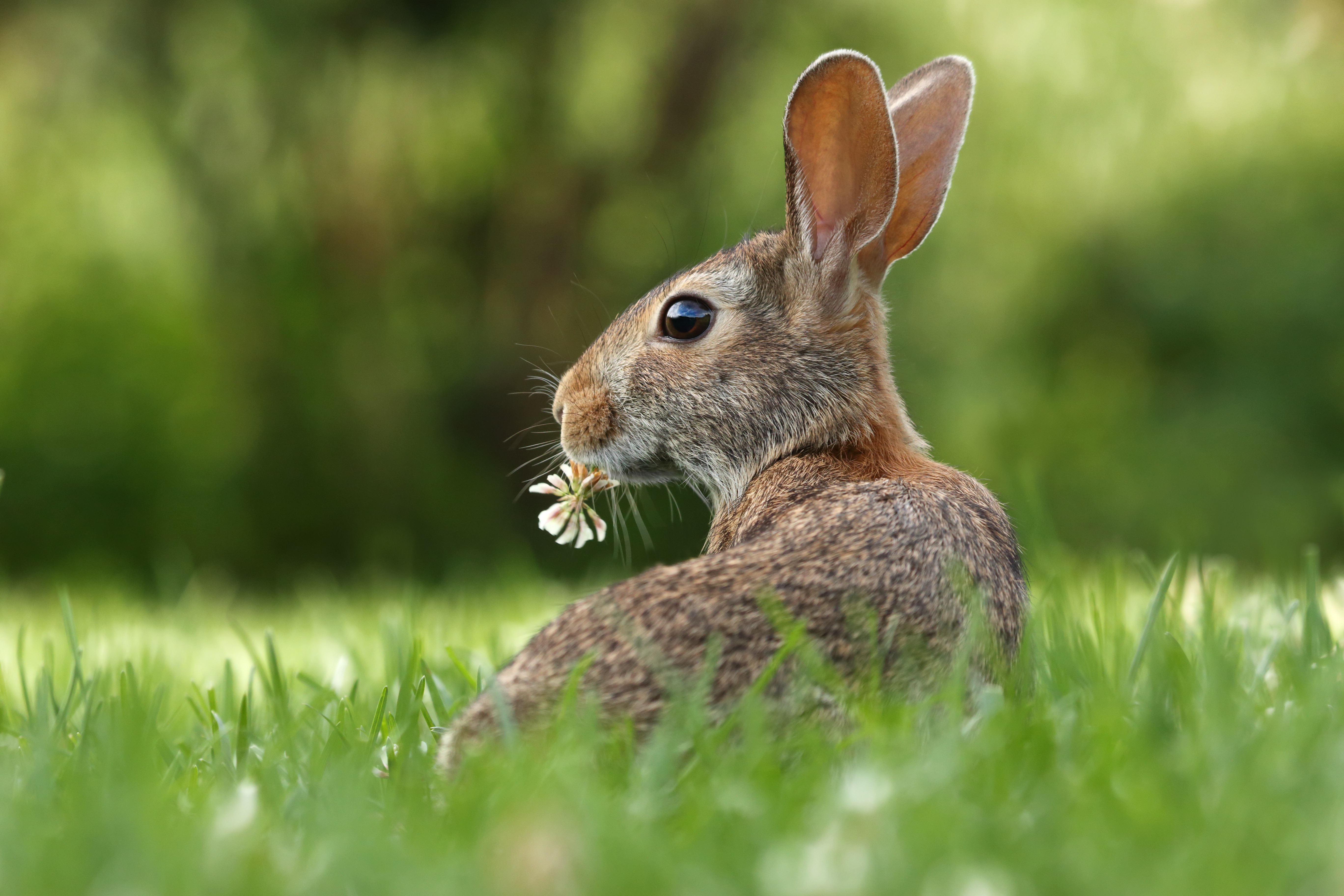 bunny2
